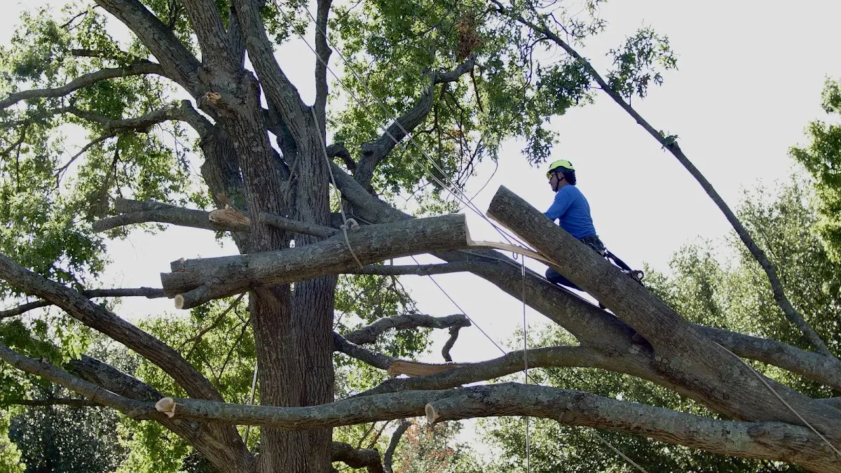 Professional Hazardous Tree Removal performed by certified arborists in Maywood