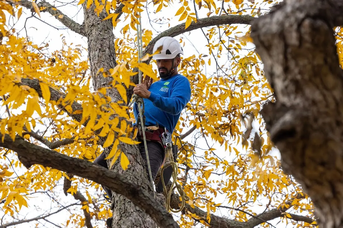 Skilled Tree Planing crew working in Maywood