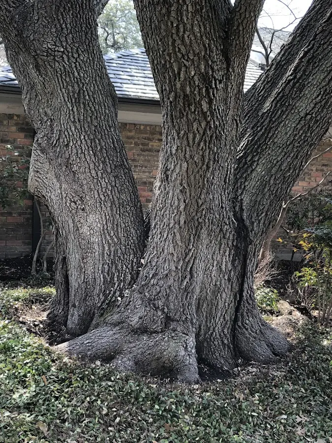 Mature heritage tree close to a Maywood property cared for by certified arborists